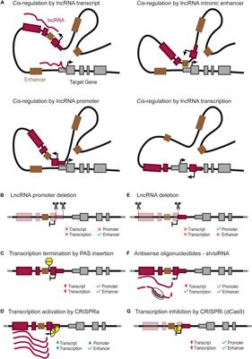 Long Non-coding RNAs as Local Regulators of Pancreatic Islet Transcription Factor Genes